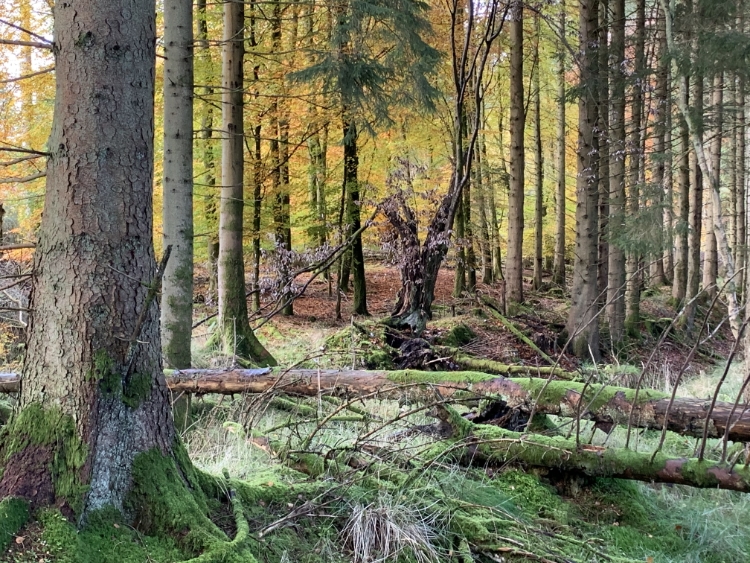 West Stormont Woodland Group