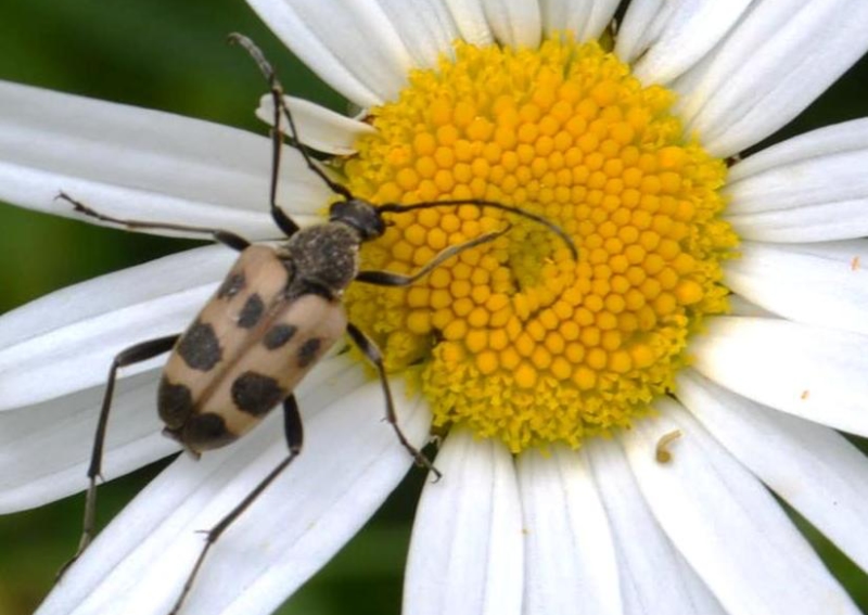 West Stormont Woodland Group - Speckled Beetle