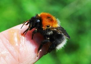 West Stormont Woodland Group - Bee