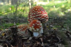 West Stormont Woodland Group - Fungi