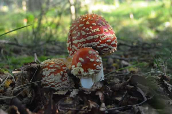 West Stormont Woodland Group - Fungi