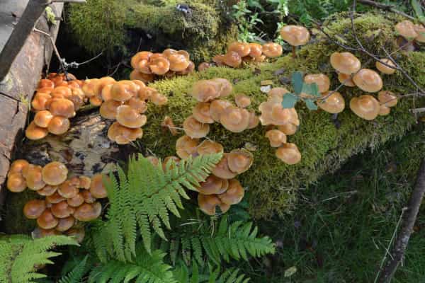 West Stormont Woodland Group - Fungi