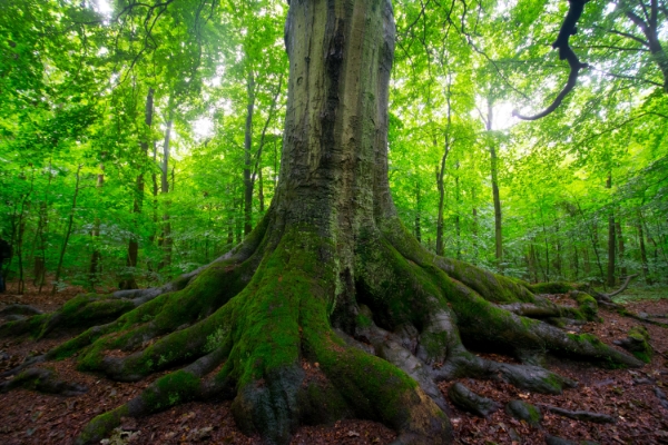 West Stormont Woodland Group