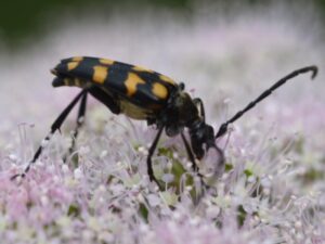 WSWG - Stanley BioBlitz