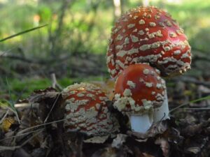 WSWG - Stanley BioBlitz