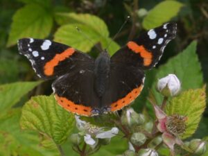 WSWG - Stanley BioBlitz