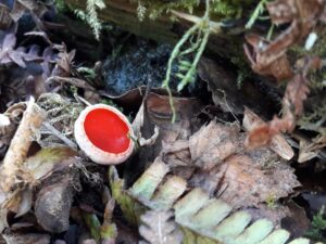 WSWG - Stanley BioBlitz