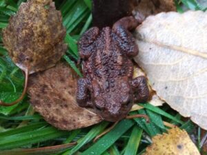 WSWG - Stanley BioBlitz