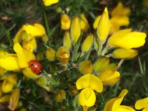 WSWG - Stanley BioBlitz