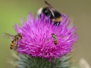 WSWG - Stanley BioBlitz