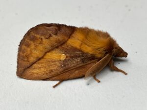 WSWG - Magic Moths