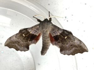 WSWG - Magic Moths