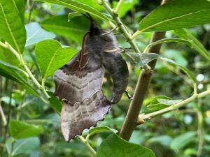 WSWG - Magic Moths