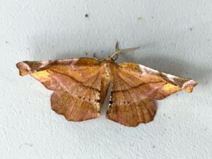 WSWG - Magic Moths
