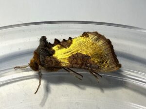 WSWG - Magic Moths