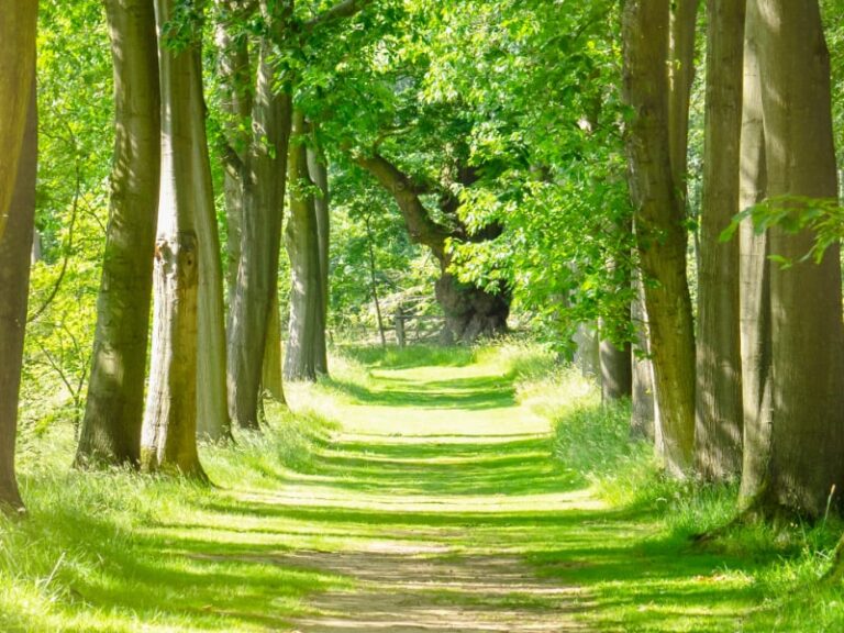 WSWG - woodland pathway