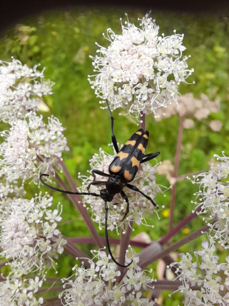 4 banded longhorn beetle