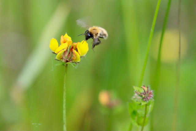 Common carder bumble bee