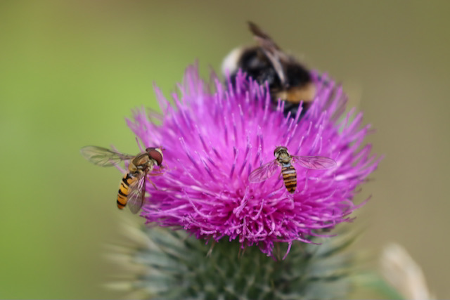 Bumble bee and hoverflies