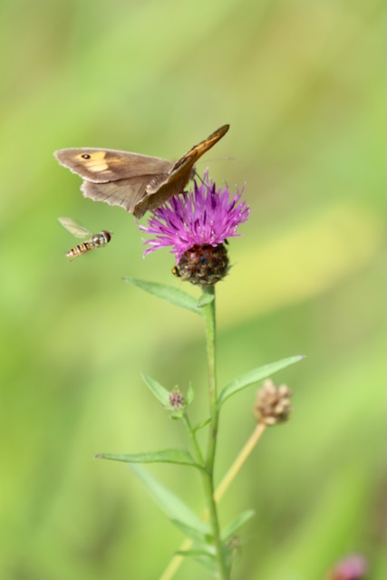 Meadow brown butterfly and hoverfly
