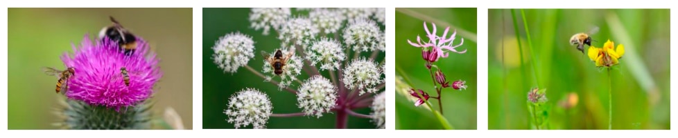 wildflowers