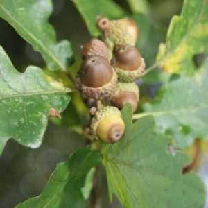 acorns West Stormont Woodland Group