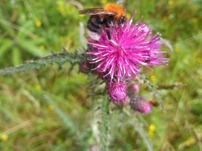 Common carder bumblebee on marsh thistle (TW)