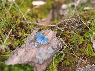 Common blue butterfly - male (FMW)