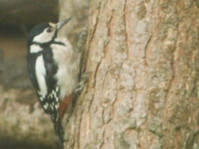 Great Spotted Woodpecker - Female
